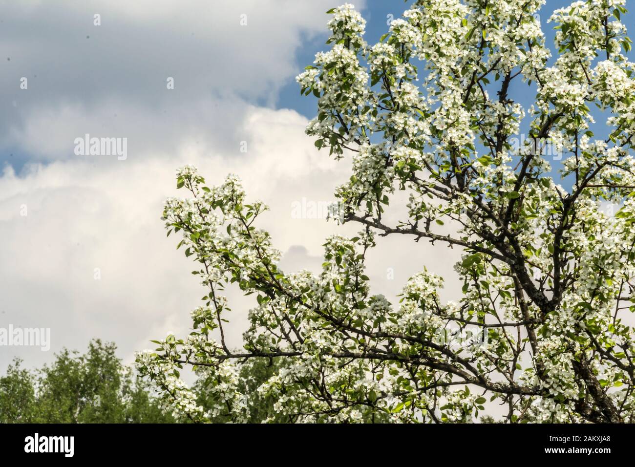 Primi Spring.Branches di un albero di pera coperto con fiori bianchi.Macro photo.background per un sito su un giardino villaggio, parco, piante e alberi da frutto. Foto Stock