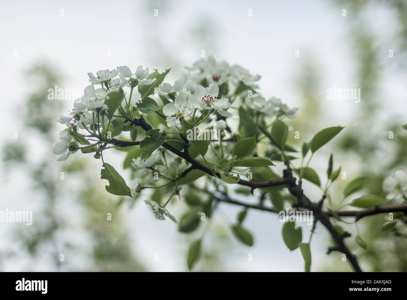 Inizio primavera.Infiorescenze bianche di ciliegie in un giardino di campagna.Macro foto.Buona sfondo per un sito sui fiori, parco, stagioni, piante e viaggi. Foto Stock