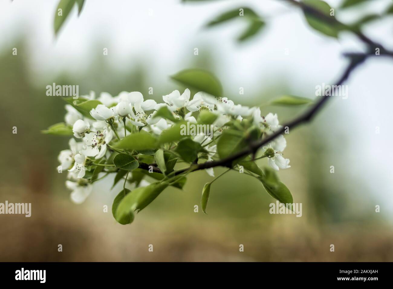 Primi primavera. Fiori bianchi di ciliegie in un giardino di campagna. Foto macro. Buon background per un sito di fiori, parco, stagioni, piante e viaggi. Foto Stock