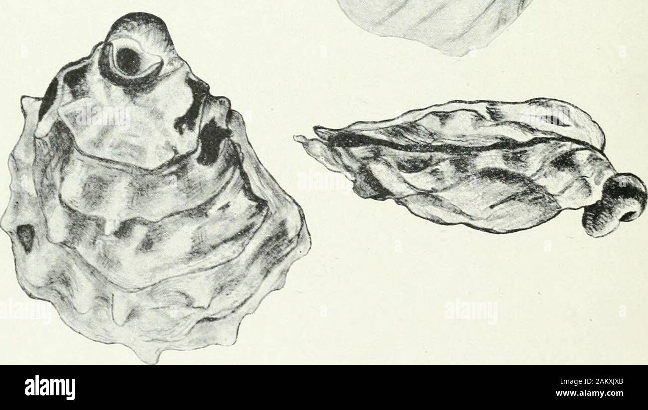 Il canadese oyster : il suo sviluppo, ambiente e cultura . T.:&GT;"5:^. -^. Larva e battibecco disegnato da F. W. CHIAVE Parker alla piastra IV Prima linea- Full-cresciute larva di -34 mm., dal lato destro, frombehind e da sinistra. Ingrandite 100 diametri. Seconda linea: Spats di 1. 3, 6 mm., da destra, mostrando il larvalshell all'umbone, ingrandite 10 diametri. La terza linea; ostrica di 60 mm., varietà rotonde, dimensione naturale, dal latosinistro, e dal bordo, attaccato ad una pervinca che essa ha fuori-coltivate. (Disegnata bv il sig. F. W. Parker) 58 X 50 58 X 58, 63 x 62, 82 x 75, 83 x 70, 90 x 79, 105 X 95 110 Foto Stock