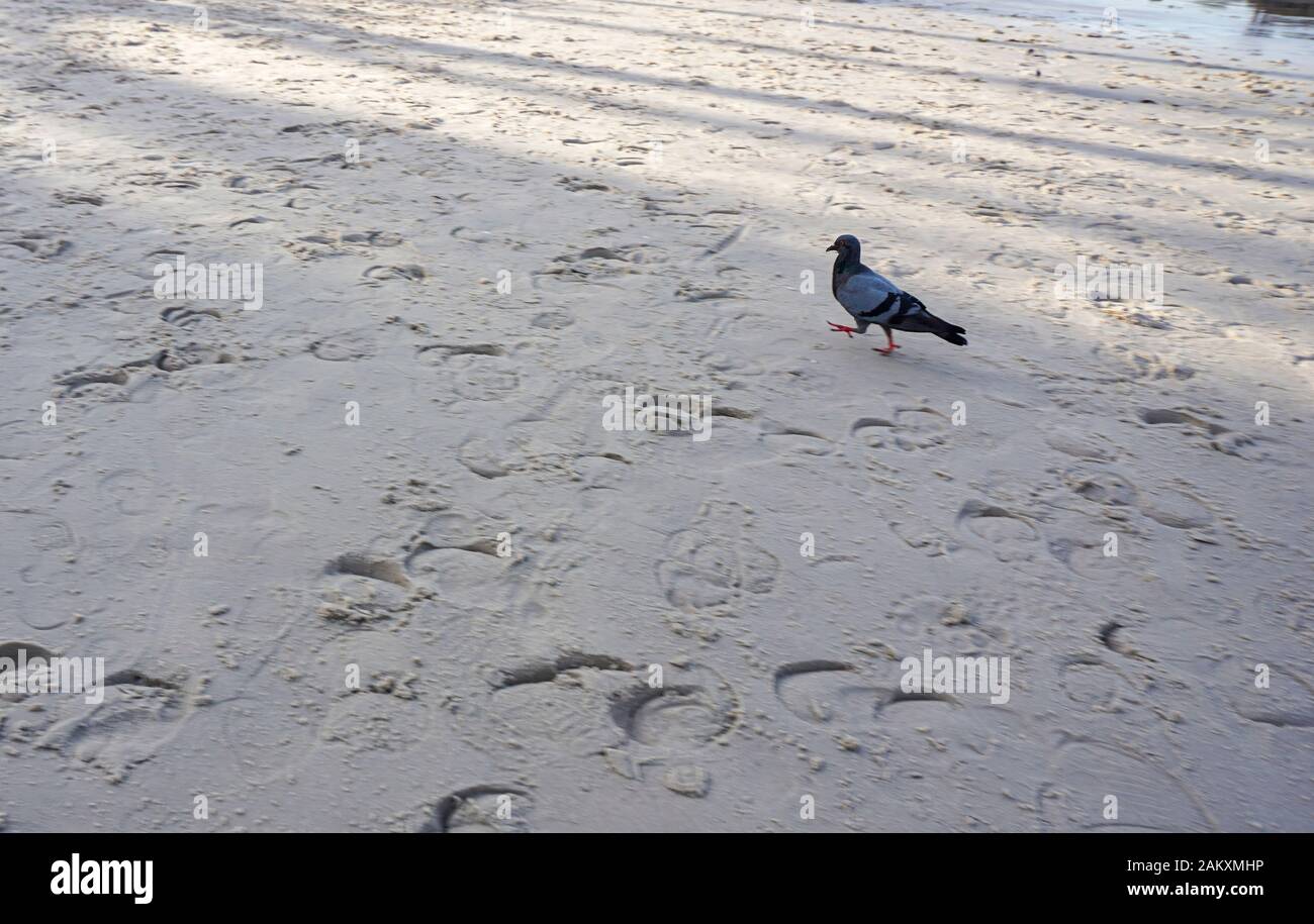 I colombi grigi corrono sulla sabbia della spiaggia. Foto Stock