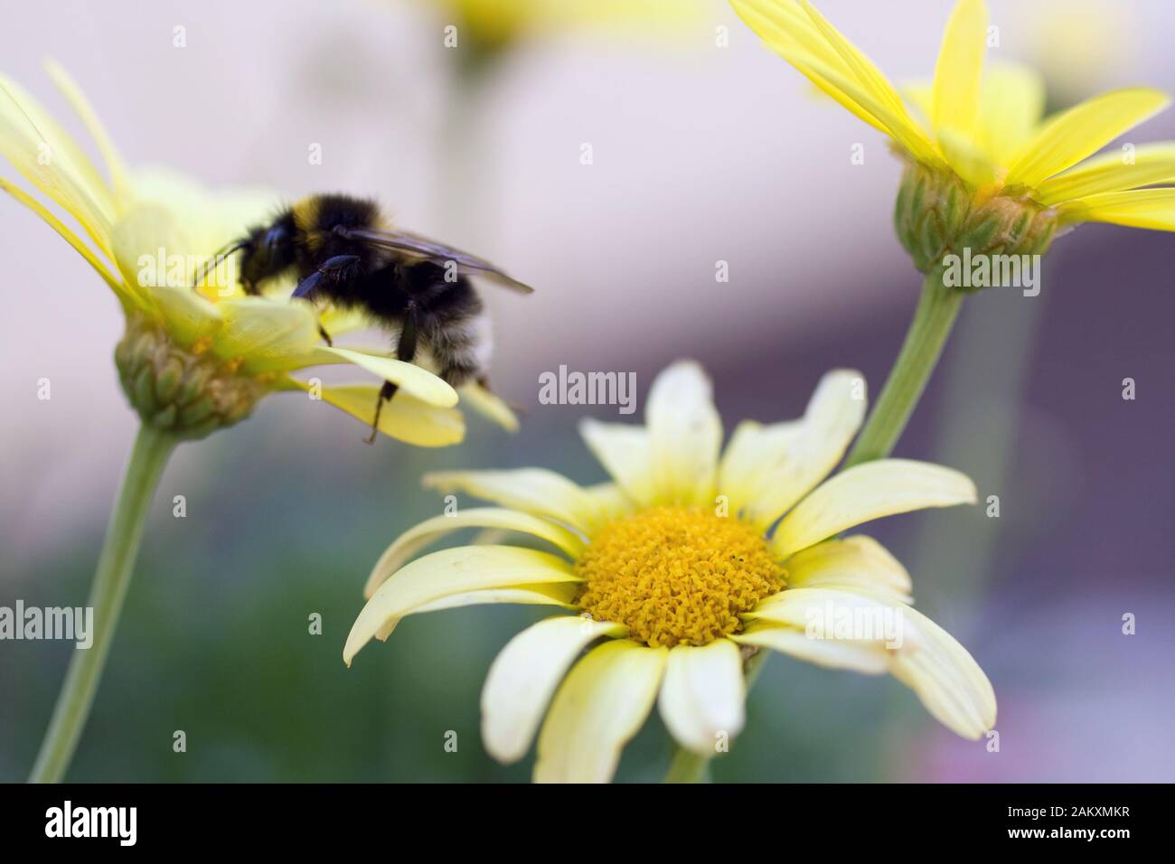 Honeybee o bumblebee su un fiore blooming con uno sfondo sfocato. Foto Stock