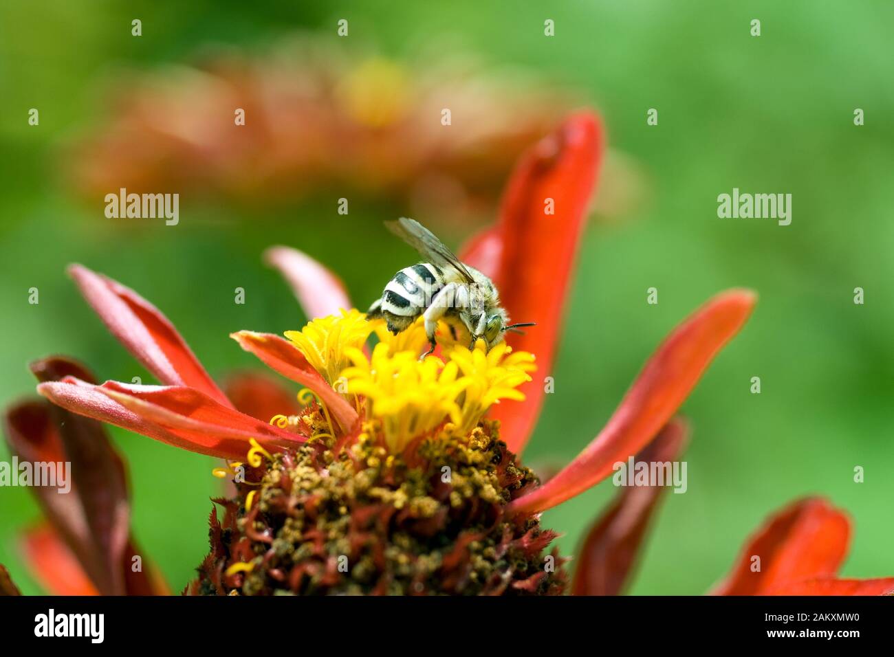 Honeybee o bumblebee su un fiore blooming con uno sfondo sfocato. Foto Stock