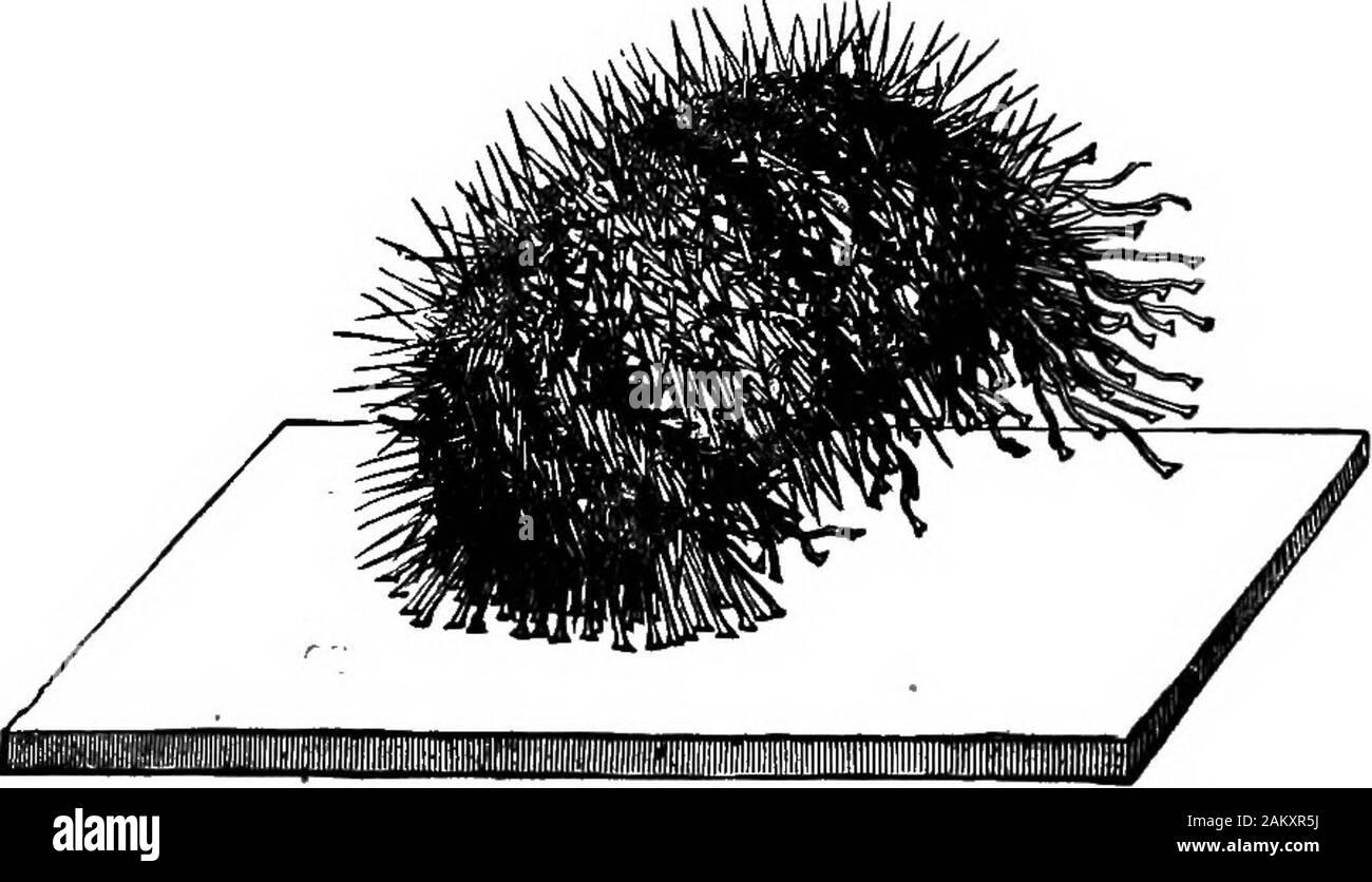 Prima lezione di zoologia : adatta per l'uso nelle scuole . La fio. 54.-Echinus a metà strada sulla quale gulp giù tutto il loro guscio coccolone seemingto fanno poca differenza di loro rapitori.. Fig. 55)-Echinus quasi raddrizzare.-^dopo romanes. Il mare-cetrioli.-mentre il più presto echinodermi siano sgambate starfish o crinoidi (Figg. 45 e 56), il più alto 53 prime lezioni in Z00L0&7. classe comprende il mare-cetrioli o Holothurians. In mare-cetriolo, come il suo nome implica, il corpo è di solito lungo,cilindrica, con una tendenza a diventare worm-simili. La non skinis solido, e muscolare. Intorno al m Foto Stock