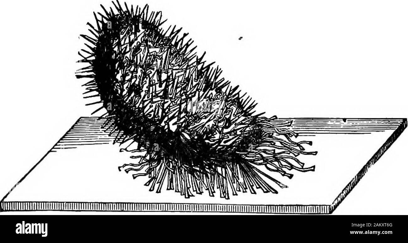 Prima lezione di zoologia : adatta per l'uso nelle scuole . - Iiminitniiiiiiiiiiiiiiiiiiiiiiiiiiiiiiw iiiiiiiiiiiiiiiiiiiiiiiiiiiiiiiiiiiiiiMiiiiiiiiii-nM Fig. 53.-Echinus sul suo retro. i suoi numerosi lunghi ventose e come si copre bydrawing insieme bit di alghe e ghiaia possono essere osservati. Naturalmente la dei ricci di mare è un pesante, clumsier creaturethan la stella di mare e, quando ribaltate sulla sua schiena debole. Flo. 63.-Echinus estendendo le sue ventose su inizio a destra stessa. quelli di destra non stessi; ma fresca e vigorosa urchin può ruotare su se stessa nel modo indicato nelle Figg. 52-55 Foto Stock