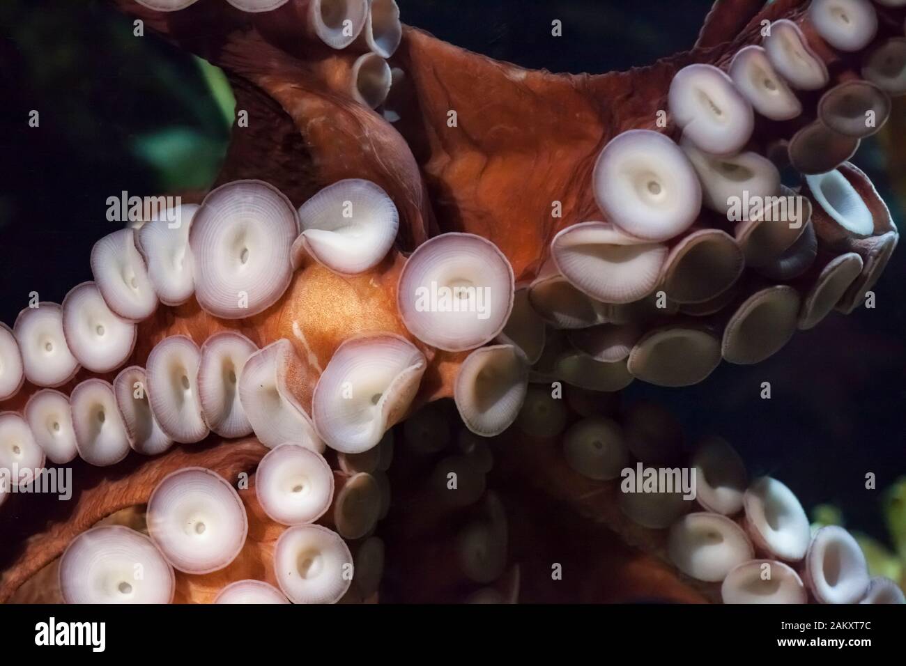 Dettaglio dei tentacoli di un polpo gigante all'acquario della Georgia, Atlanta, Georgia, USA Foto Stock