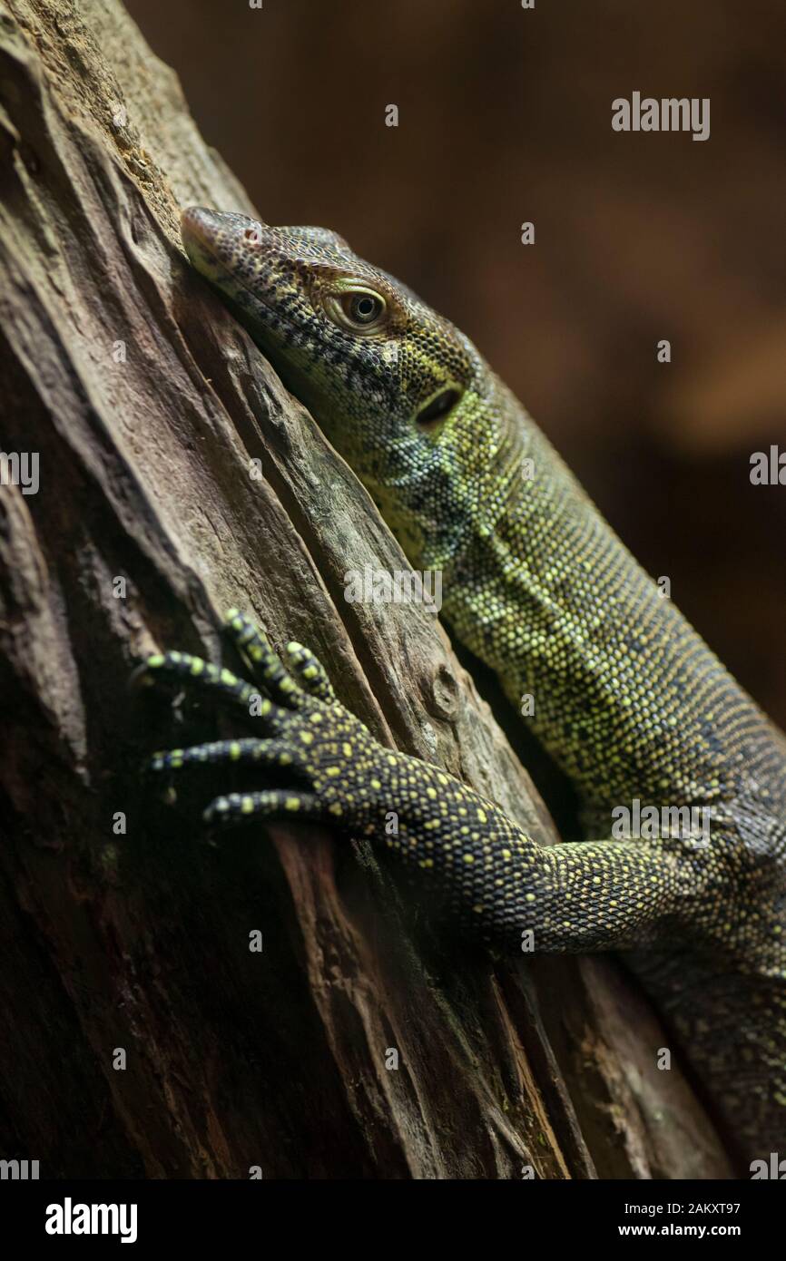 Primo piano inclinato colpo di una lucertola afferrare un log allo zoo, Atlanta, Georgia, Stati Uniti Foto Stock