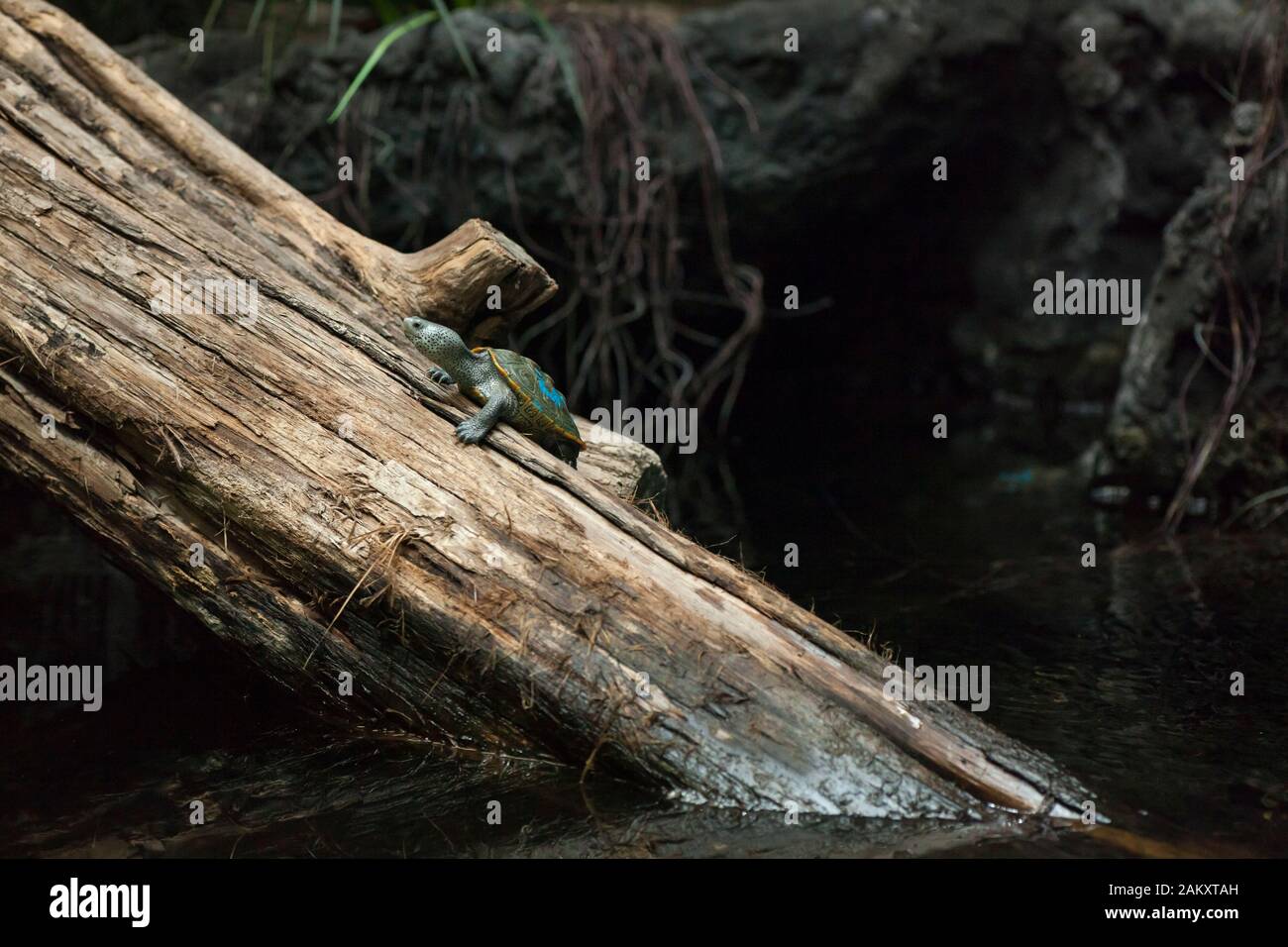 Scatto inclinato di una piccola tartaruga diamondback sopra un tronco allo zoo, Atlanta, Georgia, Stati Uniti Foto Stock