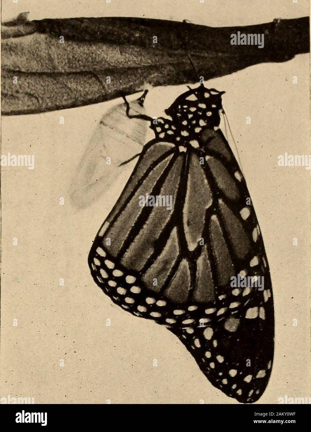 Natura biografie; la vita di alcuni di ogni giorno le farfalle; tarme; cavallette e vola . P^iG. 12. Vista laterale anteriore ali notfully sviluppato. La realizzazione di una farfalla .. che era definitivamente sostituito da un altro e muchmore convincente teoria sostenute da Weismann, thegreat zoologo tedesco.Da studi accurati, incui il moderno met-ods di microscopici re-ricerche sono stati impiegati,il Professor Weismannfound che al posto degli organi della adultbutterfly essendo presentin la caterpillar, theyreally risultato da thebreaking verso il basso del va-rious tessuti della larva,seguita da un remarkableprocess o Foto Stock