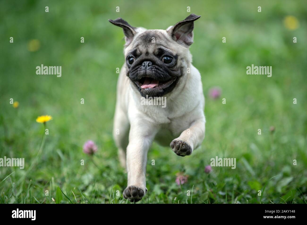 Il Pug è una razza di cane con un viso rugoso, corto-confuso e coda arricciata. Foto Stock