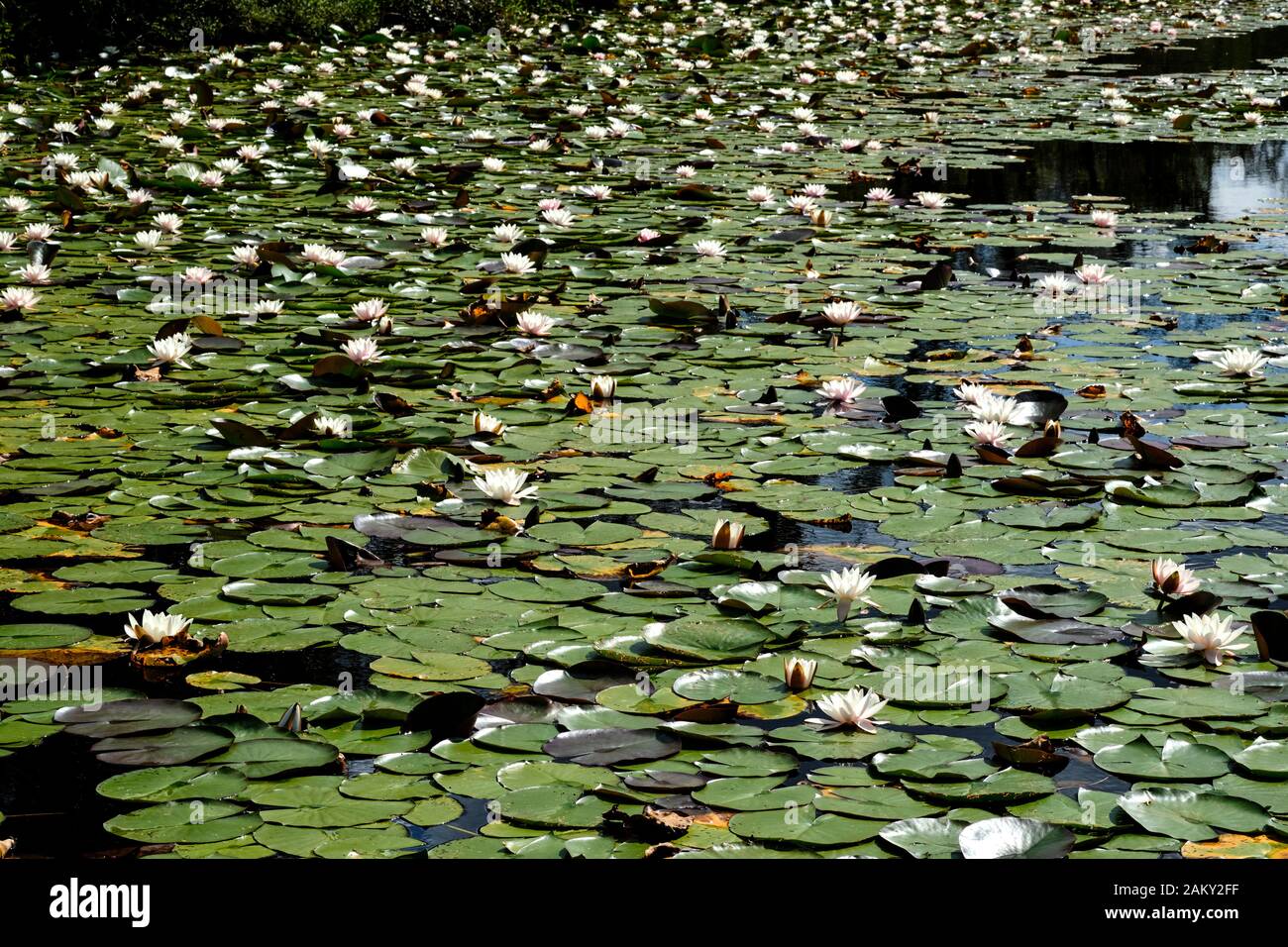 Un sacco di gigli d'acqua in una libbra Foto Stock