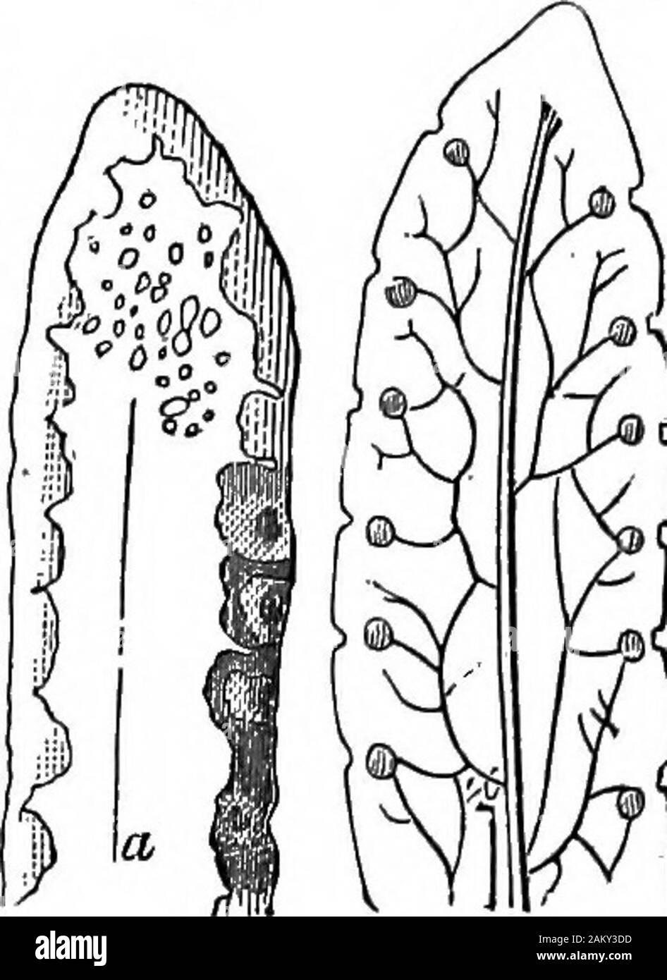 Come colture growA trattato sulla composizione chimica, la struttura e la vita dell'impianto, per tutti gli studenti di agricoltura .. . Ff alla superficie. La silice, come abbiamo visto, è oftenfound nella cuticola, ma di solito è incorporato nella parete cellulare. In certi impianti, altre sostanze si accumulano quantità trascurabile senza la cuticola. Un impressionante e ex-ampio è arredata da Saxifraga crustata, una bassa Europeanplant, che si trova in calce suoli.Le foglie di questa sassifraga areentirely rivestito con un scagliose in-crustation di carbonato di limeand carbonato di magnesia. Inla bordi della foglia, questo incrus Foto Stock