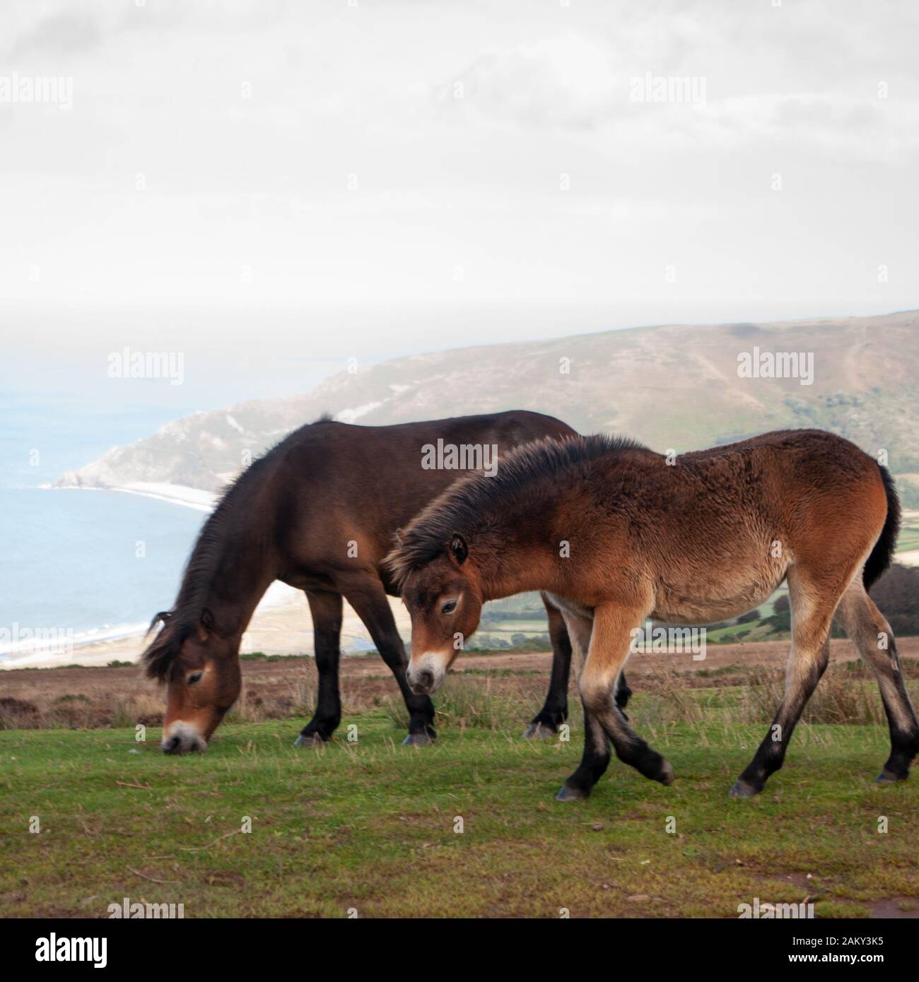 Pony di Wild Exmoor sopra Porlock Bay nel Somerset. Foto Stock