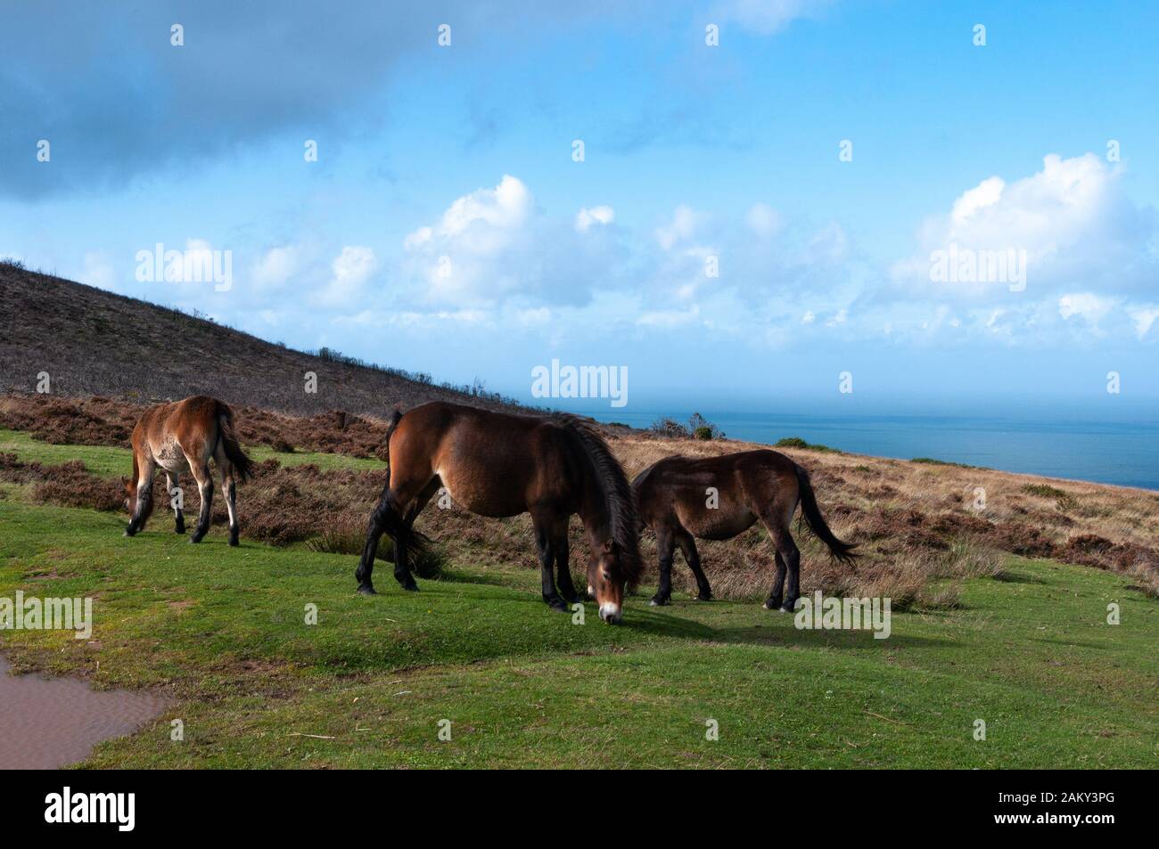 Pony di Wild Exmoor sopra Porlock Bay nel Somerset. Foto Stock