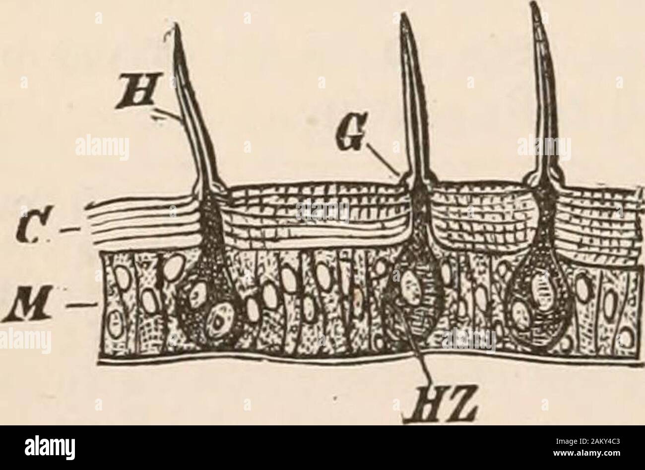 Entomologia per principianti; per l'uso di Young Folks, fruitgrowers, coltivatori e giardinieri; . nging, il corpo del bruco becomesshorter e spessa, e rimane così per uno o più giorni;che della sega-fly rimane in questo stato attraverso l'inverno.Durante questo periodo, chiamato semipupal stadio, il pupadevelops, la sua pelle si separa da quella della larva. È opportuno ricordare che la pelle è composta da due strati; il sotto oneformed di cellule e chiamato thehypodermis (Fig. 37), whichsecretes il disco, chitinous,structureless strato esterno orcrust. L'ipoderma delcarrello crescente pu Foto Stock