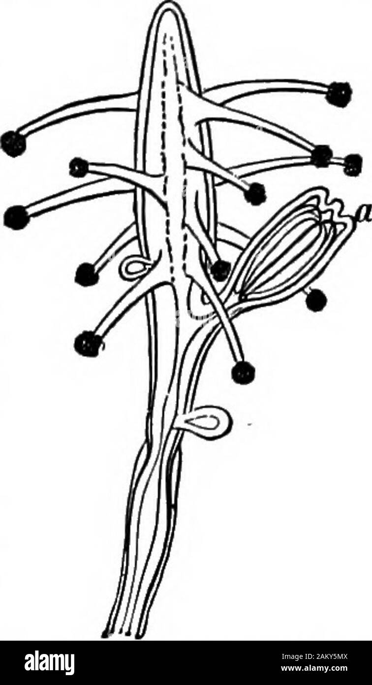 Prima lezione di zoologia : adatta per l'uso nelle scuole . FiG. 23.-animale di Millepwa nodosa, un, zooid nutritiva; 6, tentacnJatedzooid; c, lazo- o nettling thread; d, lo stesso avvolto nella sua cella; c un thirdform. (AH fortemente ingrandita.) Tidual è composto di tre parti, ciascuna dotata di dif-ferent funzioni e chiamato zooids. Questi sono, a, hydra-simili, sterili o nutritiye zooids; b e c, la reproductivezooids, entrambi essendo molto simili esternamente, avente sottole breve tentacoli rudimentali numerose vescicole rotonde, ormedusa-boccioli che producono sia maschio o femalemedusae. Questi medusa-gemme corrispondenti Foto Stock