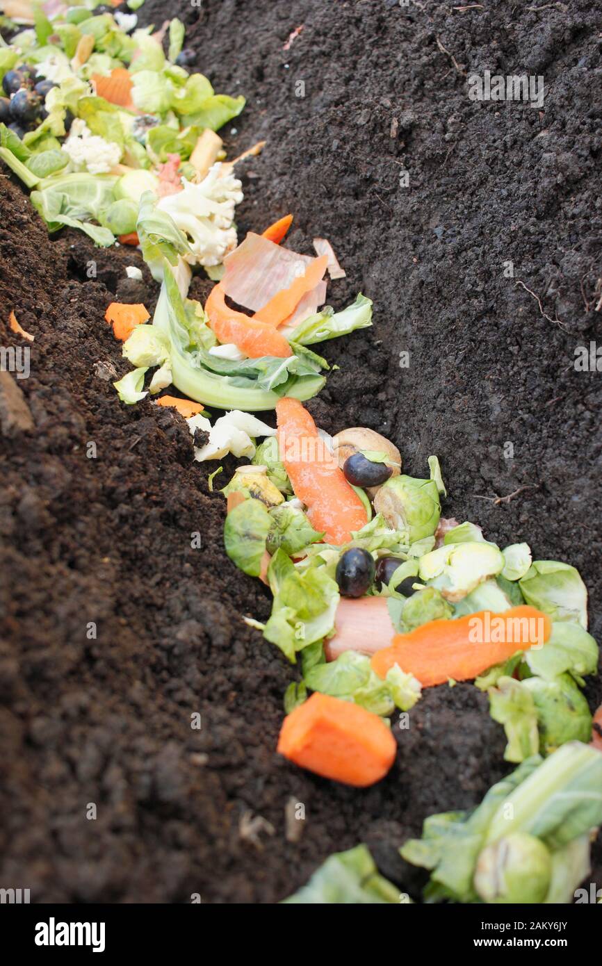 Sprechi di cibo verde messi direttamente in una trincea di patch di verdure per marcire overwinter e dare raccolti affamati di prossima stagione un impulso nutriente. REGNO UNITO Foto Stock