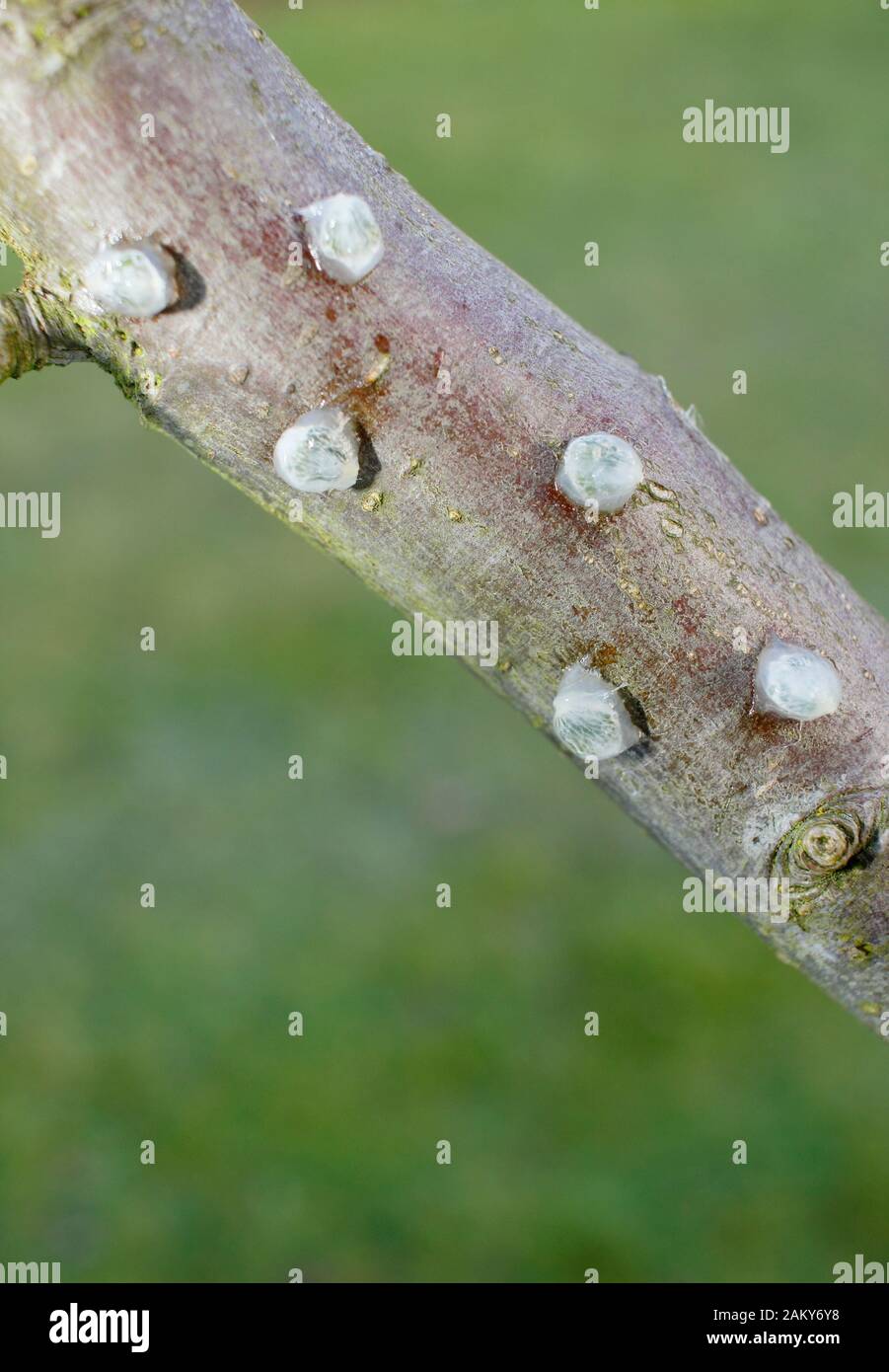 Album di Viscum su malus. Il vischio germinante che ha rimosso i semi appiccicosi del vischio dai frutti di bosco e che mette su un ramo dell'albero della mela. Foto Stock