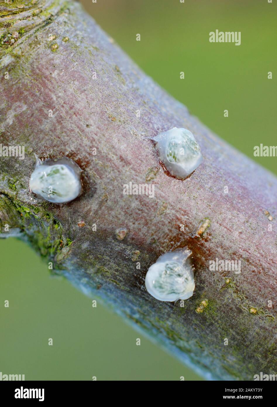 Album di Viscum su malus. Il vischio germinante che ha rimosso i semi appiccicosi del vischio dai frutti di bosco e che mette su un ramo dell'albero della mela. Foto Stock