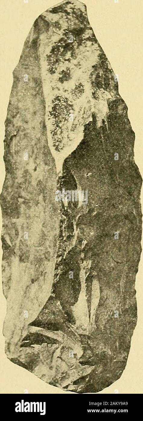 Skrifter - Det Kongelige Norske Videnskabers Selskab . dede "slyngestene" (A. W. Brøgger: Vistefundet, s.75). Skal vaere opsamlet ho adskillig hoide over havet. (11616). 1) Se VSS. 1913, 2, 45 og 1915, 8, 35. No. 7] OLDSAKSAMLINGENS TILVEKST HO 191G 43 116. G. 480 stkr. selce, vaesentlig smaat arbeidsavfald samtet par mindre klumper. Der kan utskilles en 6,3 cm. lang flekkeav brunagtig, Dio pietra focaia med skaarede egge, utvilsomt en kniv, -5 andre flekker, hvorav et par med skaarede egge. - En 10,5cm. lang og meget allevati flekkeskraper med ut- og indbuetegg i den ene kant. En anden flekkeskraper utbu med Foto Stock