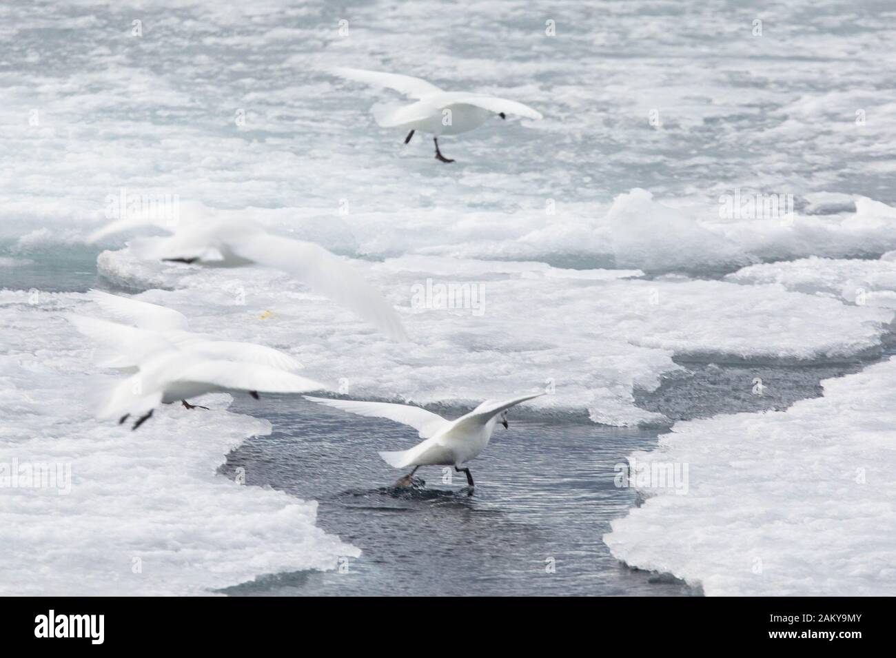 Neve Petrel in tempo ventoso su ghiaccio floes, Snow Hill, Antartide Foto Stock