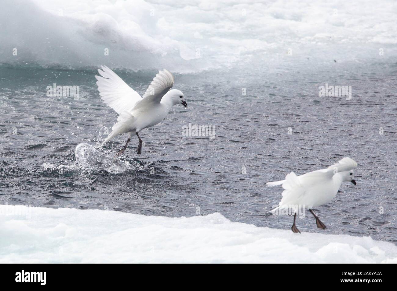 Neve Petrel in tempo ventoso su ghiaccio floes, Snow Hill, Antartide Foto Stock