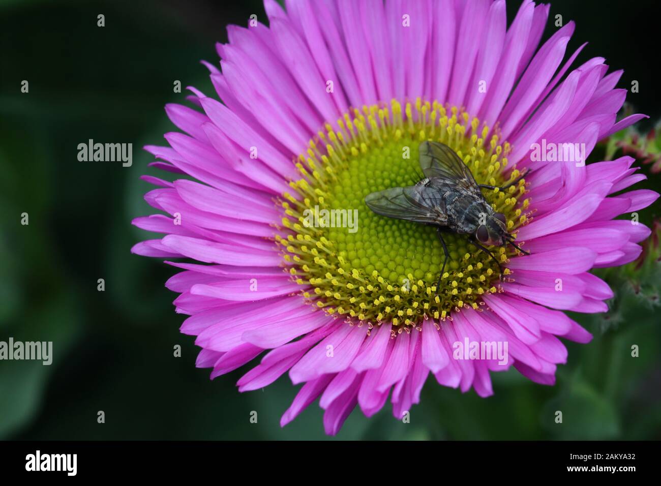 Erigeron Pink Jewel o Fleabane Daisies hanno fiori simili alla caduta fioritura Michaelmas Daisies, ma produrre una mostra di estate-lungo showy. Foto Stock