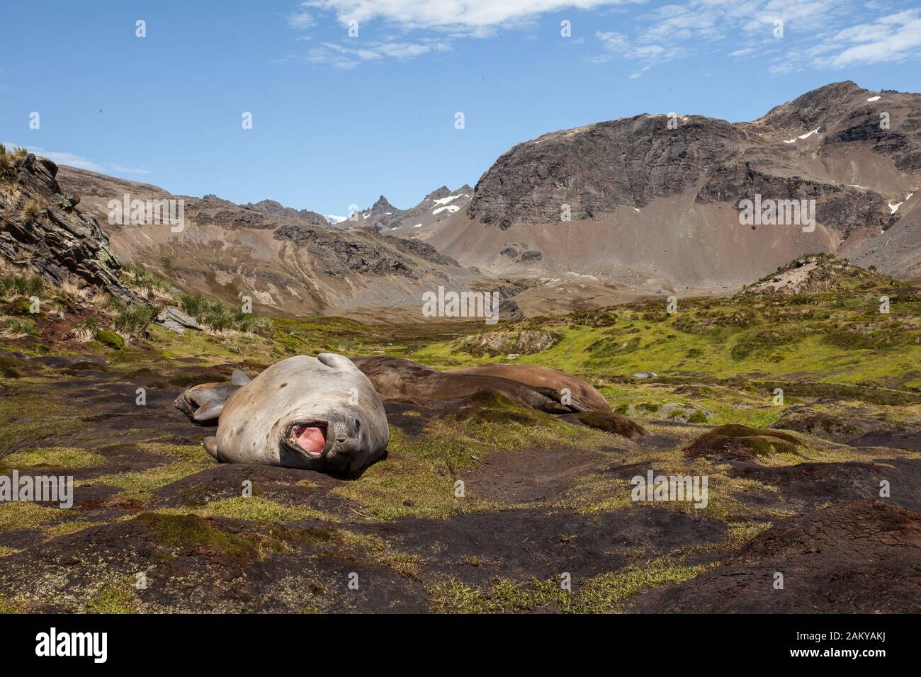 Elephant foche sull'erba al sole, Husvik Bay, Georgia del Sud, Antartide Foto Stock