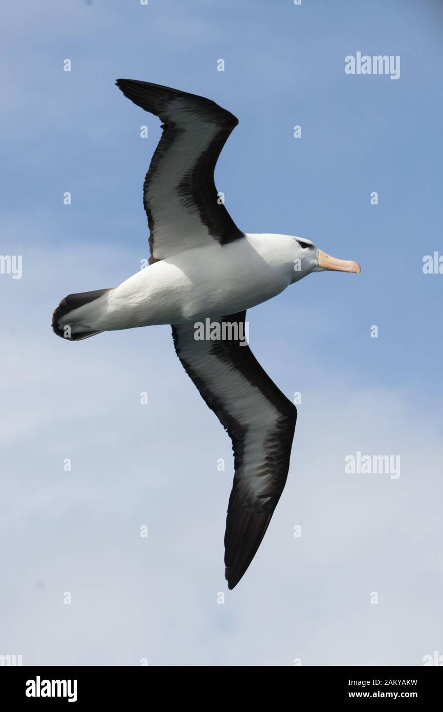 Albatross, Georgia Del Sud, Antartide Foto Stock