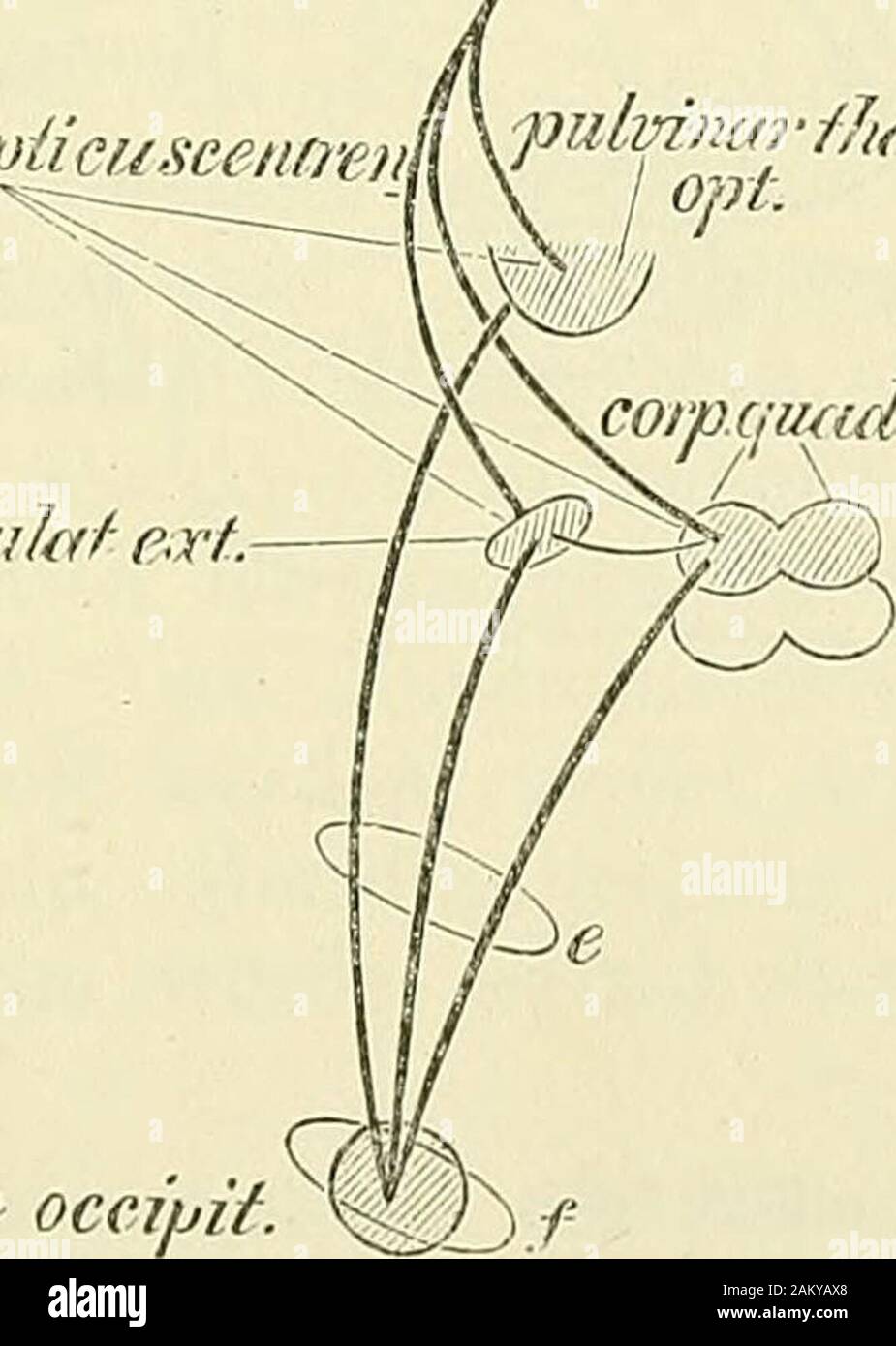 Lehrbuch der klinischen Untersuchungs-Methoden : für Studirende und praktische Aerzte . Chiaj T&GT;ma. trrictii^s. opi. peccato q5^ - trctct.opirfewf. PnmmeOpticuscemwiY¥^-^^^^^^^ ^ ^ W////M/J corp.geviciih/- e,rt.. corp.cjiuuh:aiuto. Cortex^ occipit. Fig. 221.Schema des Verlaufs der OiDticusfasern. indiretta aber durch Vermittlung der sogenannten primären Opticuscenternzur Occipitalrinde. Es ergibt sich aus unserem Schema ohne Weiteres, dass einKrankheitsherd a (Fig. 221) im einseitige Opticus Blindheit, ein mandria hoder c vor oder hinter dem Ausfall Chiasma der nasalen Netzhaut-hälften, anche tempor Foto Stock