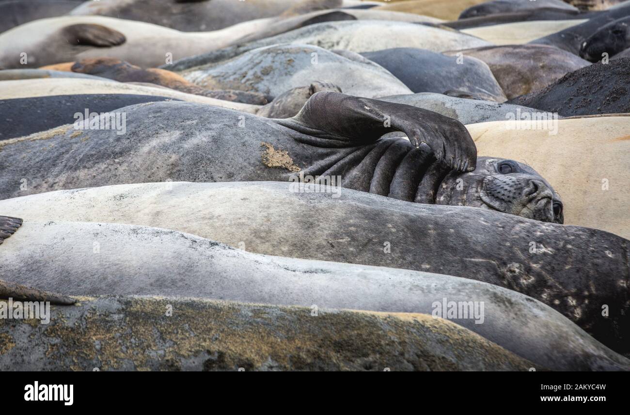 Gruppo di foche di elefanti, Georgia del Sud, Antartide Foto Stock