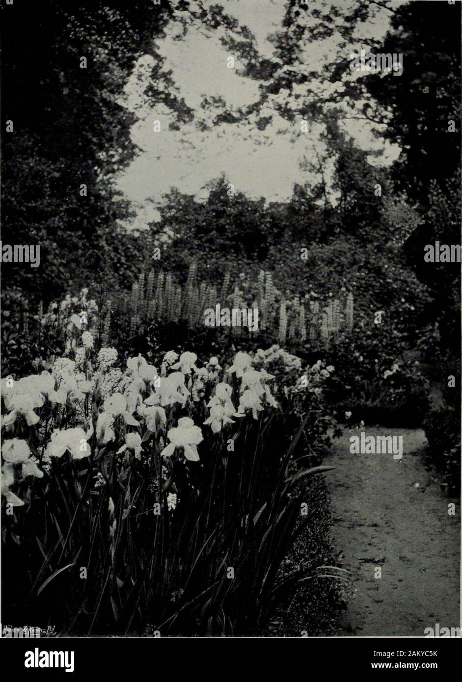 Il colore nel giardino fiorito . Ed Q5 o Eq. Iridi E LUPINI GV il giugno del giardino. Tra la primavera e l'estate 37 è acqua sambuco. Il suo merito come un cespuglio fiorito non notlie, come nel viburno Rose, nella sua bloom, ma in itssingularly bel frutto. Questo, in autunno, accendee l intera arbusto con un rubicondo radiance. Essiccatoio Grownon terreno rispetto a quella del suo habitat naturale, ittakes una più stretta e più compatta. Scopa bianco è in fiore dal mezzo di Mayto la seconda settimana di giugno. Vi è una bella bandiera Irisof un ricco colore porpora viola chiamato Re. Esso iswell di crescere solo in parte anteriore di alcuni giovani arbusti Foto Stock