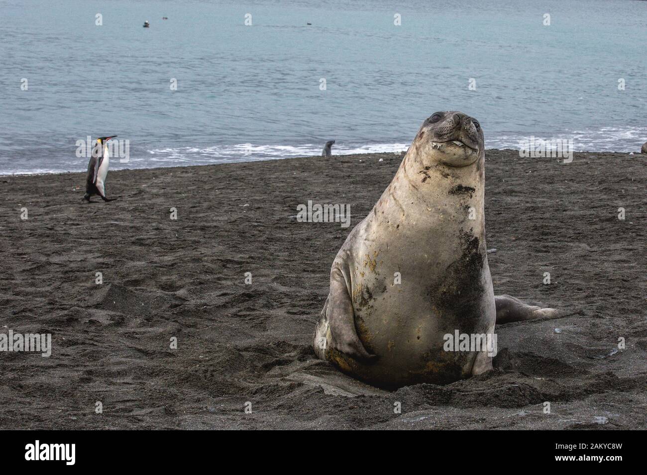 Giovane foca di elefante, Georgia del sud, Antartide Foto Stock