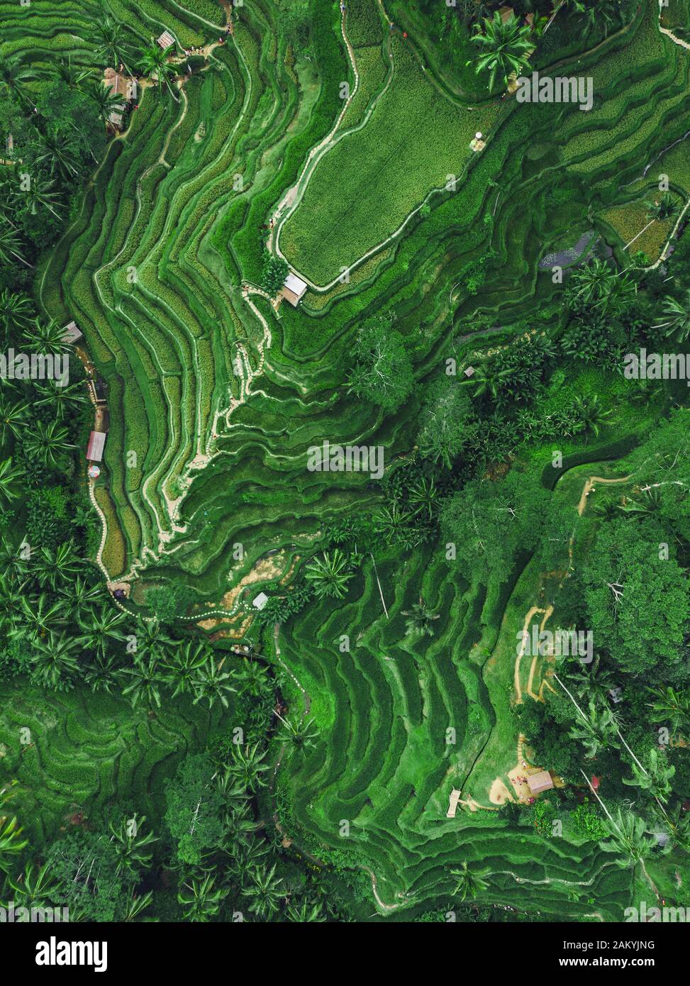 Vista aerea dall'alto delle Risaie Di Tegallalang A Ubud, Bali, Indonesia. Foto Stock