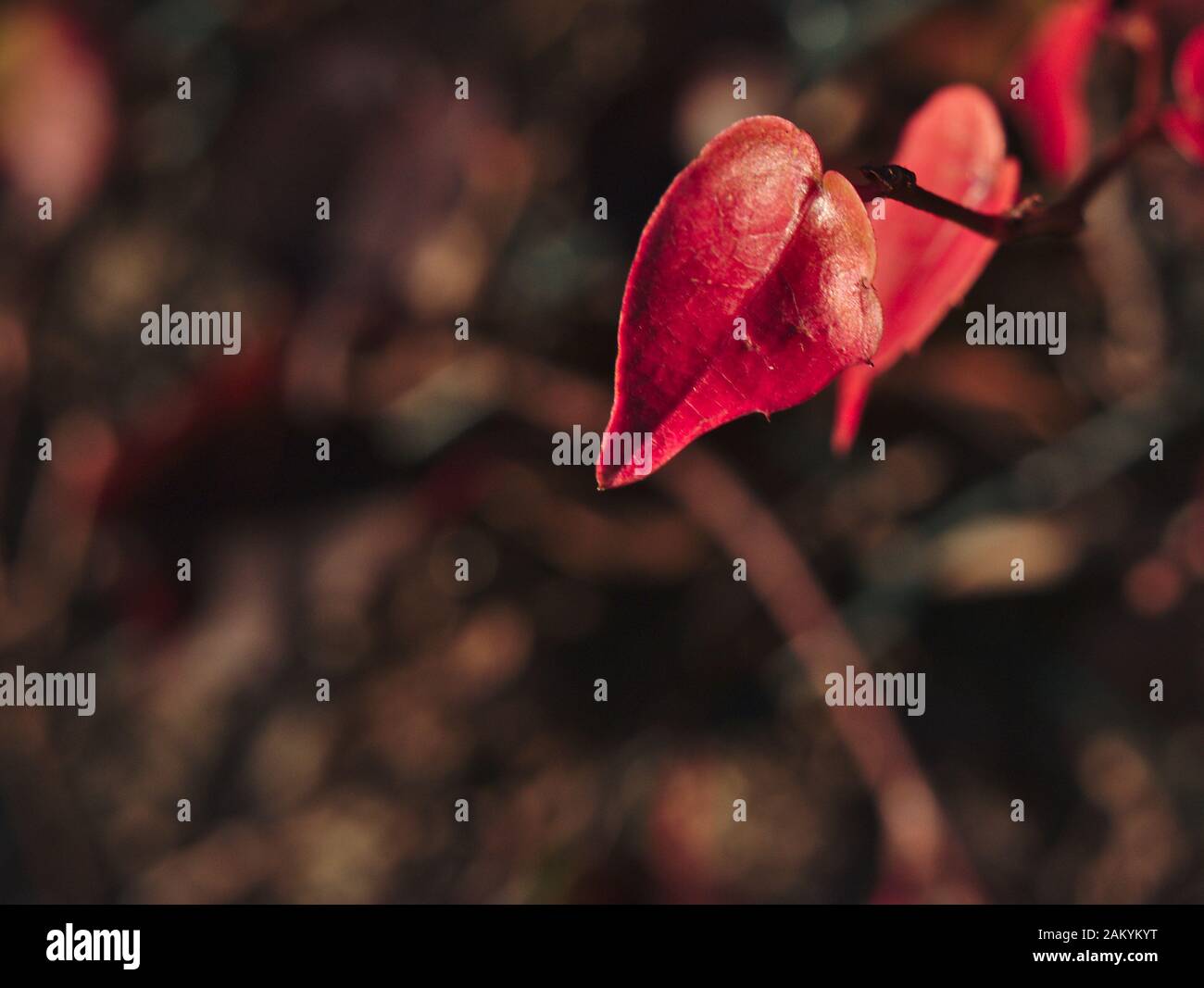 Foglia Di Edera Di Caduta Rossa Su Sfondo Di Foglie Sfocate Foto Stock