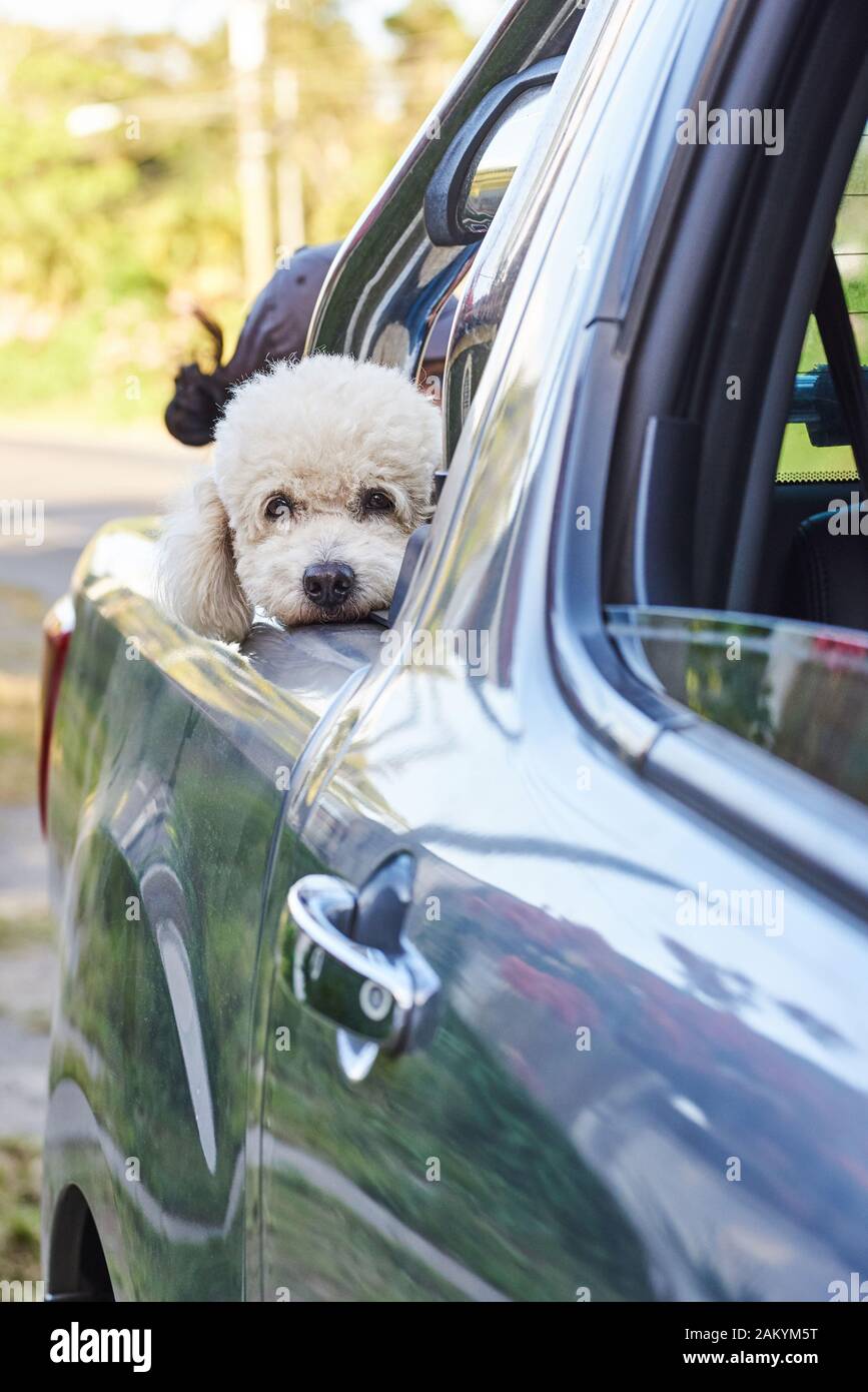 Bianco cane barboncino di guardare fuori dalla macchina indietro Foto Stock
