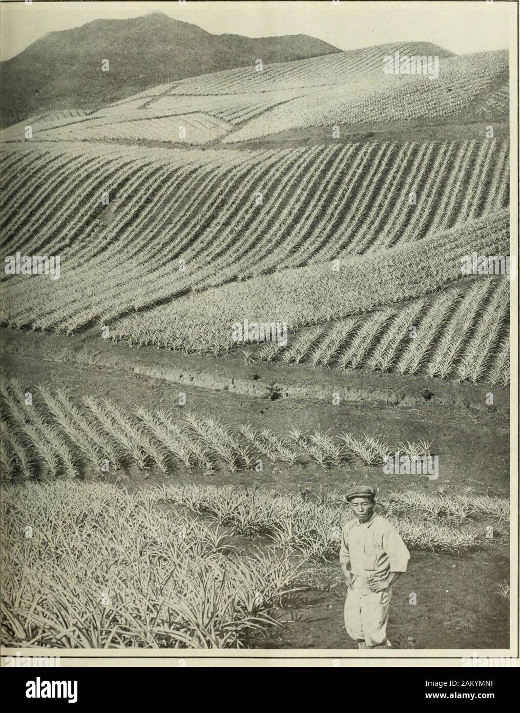 Il indipendenti . © Brown & Dawson e una preparazione E. M. Newman parade di Hawaii. Se questi ranghi continuano a reclutare a forza di guerra al loro ritmo attuale l'ananas industri TORIAL Harpers Tl^ektt/. e due o tre milioni di casi delle conserve di frutta questo anno per il consumo mondiale. Fine! Ma non andrei ti piace vederli crescere? Gli indipendenti N E W S - P ICTORIAL Harper* settimanalmente Foto Stock