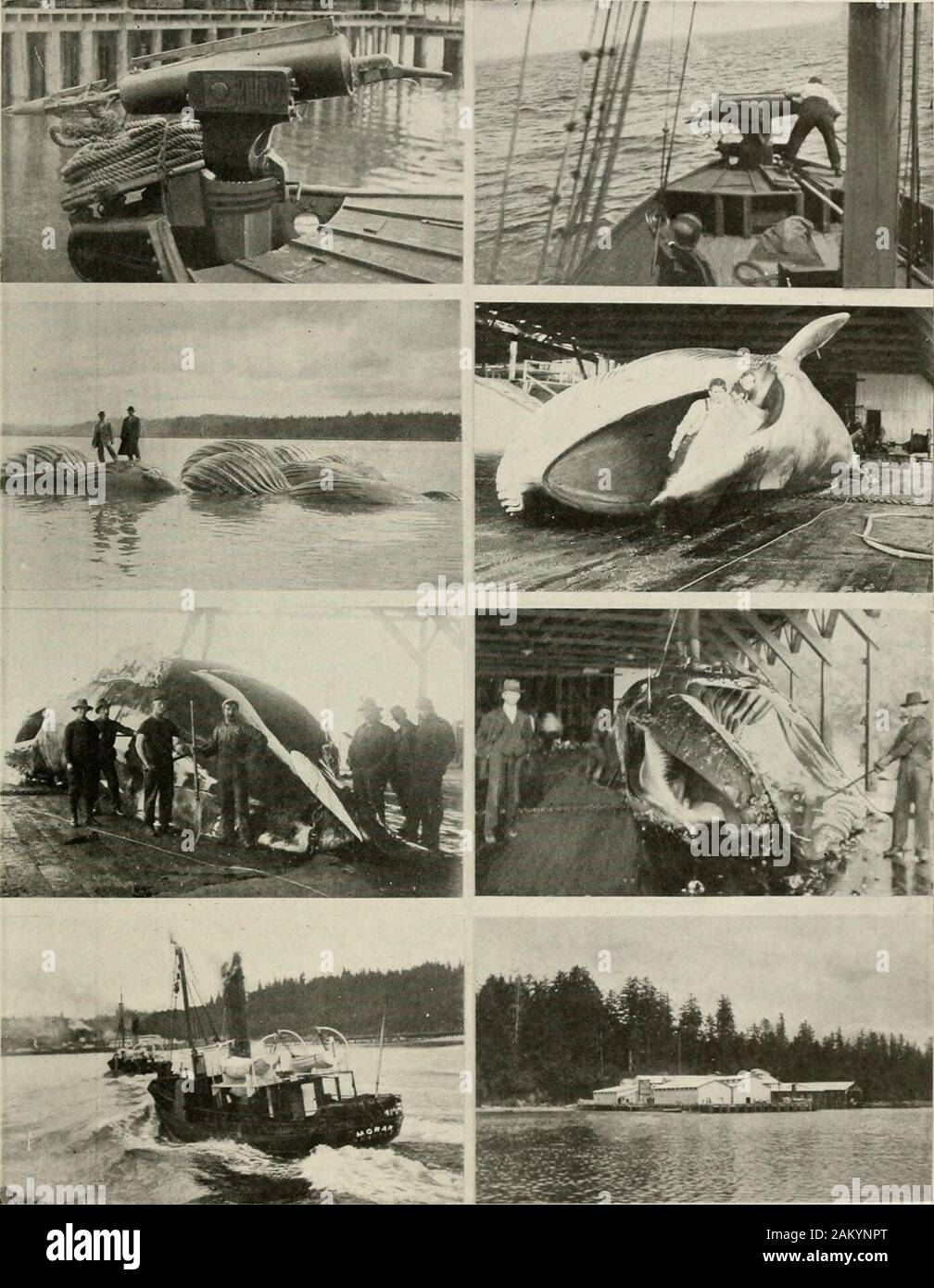 Puget Sound e western Washington; città--città--paesaggio . COTTAGE di abete rosso. COSMOPOLIS Abete cottage è costruito di boschi, di vario genere, interamente i prodotti di Grays Harbor foreste. Il furnitureof ogni camera è stato fabbricato da boschi per corrispondere alla fine di tali camere. Da questo fatto e la hospitalityof il proprietario, è uno dei più importanti luoghi della località e molto visitato. Puget Sound e Western Washington 157. L'industria baleniera A GRAYS HARBOR 1 un arpione di caccia alle balene pistola. 2 Caricamento harpoon pistola per il secondo colpo quando in primo luogo è stato solo parzialmente efficace. 3 Over-girato le balene, inflat Foto Stock