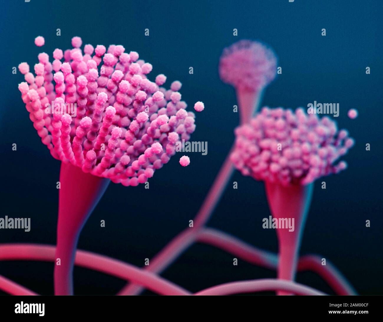 Condilofori di Aspergillus fungo, illustrazione Foto Stock