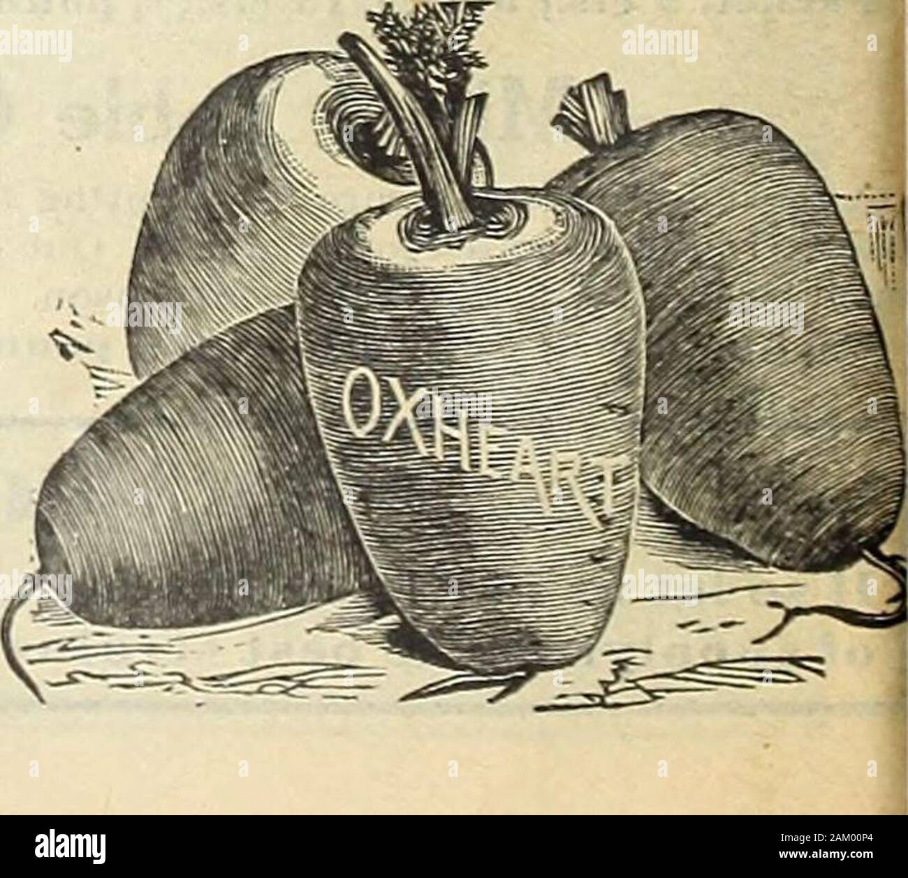 Il seme del Maule prenota : 1917 . r, e campioni hanno beenraised misurare più di 7 pollici di diametro. Nella qualità è extra buona, e sarà provesatisfactory per uso domestico e redditizio per il mercato. Oxheart può essere facilmente estratto,che rende la raccolta di questa varietà piuttosto economico. Se si desidera che una precoce,bello, pronta vendita di carota, questa sorta si adattera vou. Sarà vield come heavv un raccolto inquanto Danvers, con il vantaggio che può essere cresciuto e più spessa e può essere sollevata onstonier terra. Pacchetto, 10 centesimi; oncia, 15 centesimi; % ponnd, 50 centesimi; pound, 81.79) 147 Prima metà LongScarlet questo è uno Foto Stock