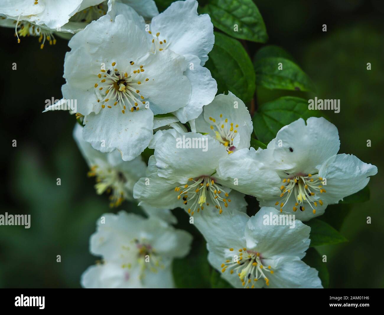 Bella fiore bianco e foglie verdi su un dolce bush arancio mock, Philadelphus, che cresce in un giardino Foto Stock