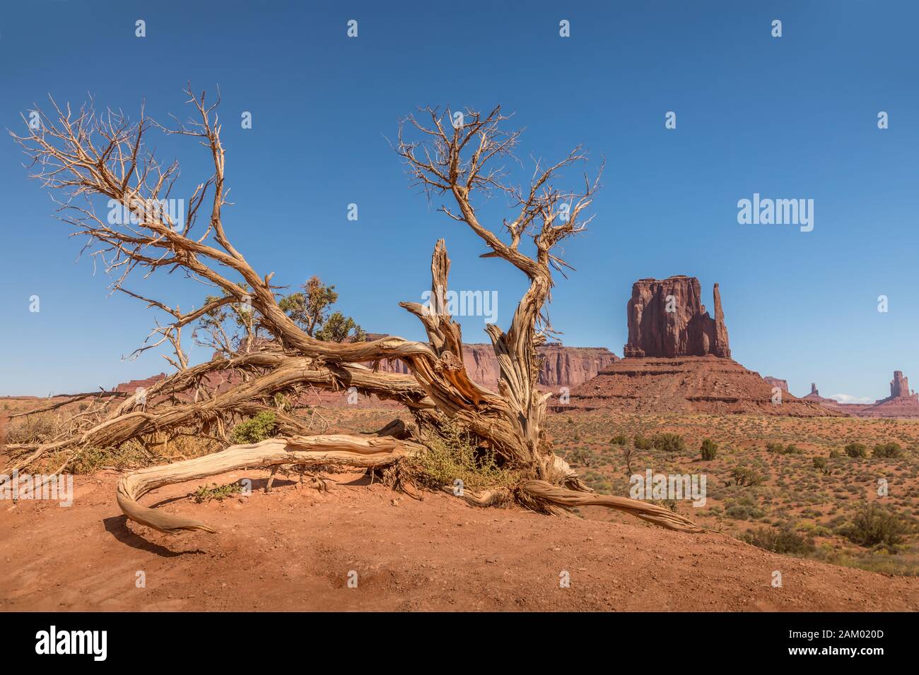 Albero morto e monumenti nella Monument Valley Foto Stock