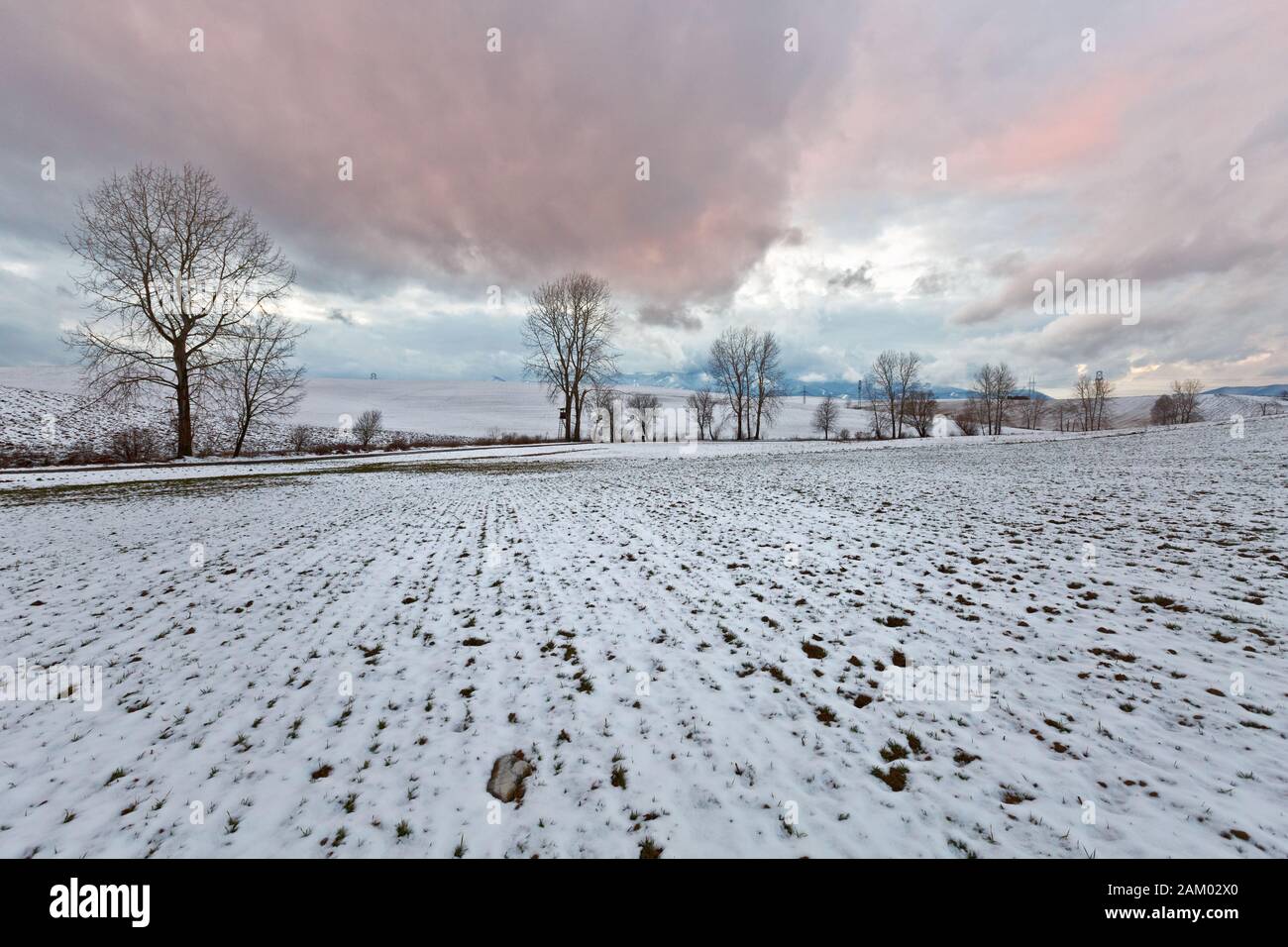 Alberi tra i campi del nord della Slovacchia. Foto Stock