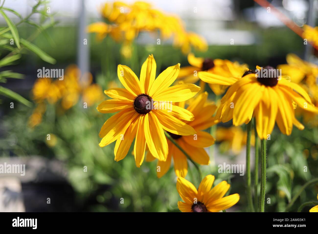 Black Eyed Susan, fiori gialli luminosi con centro marrone scuro Foto Stock