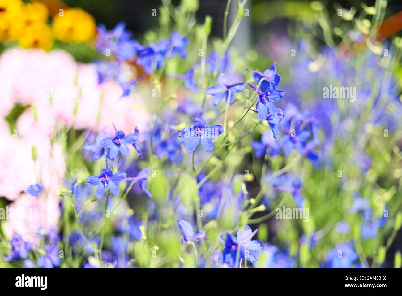 Viola blu brillante in fiore con sfondo rosa e giallo Foto Stock