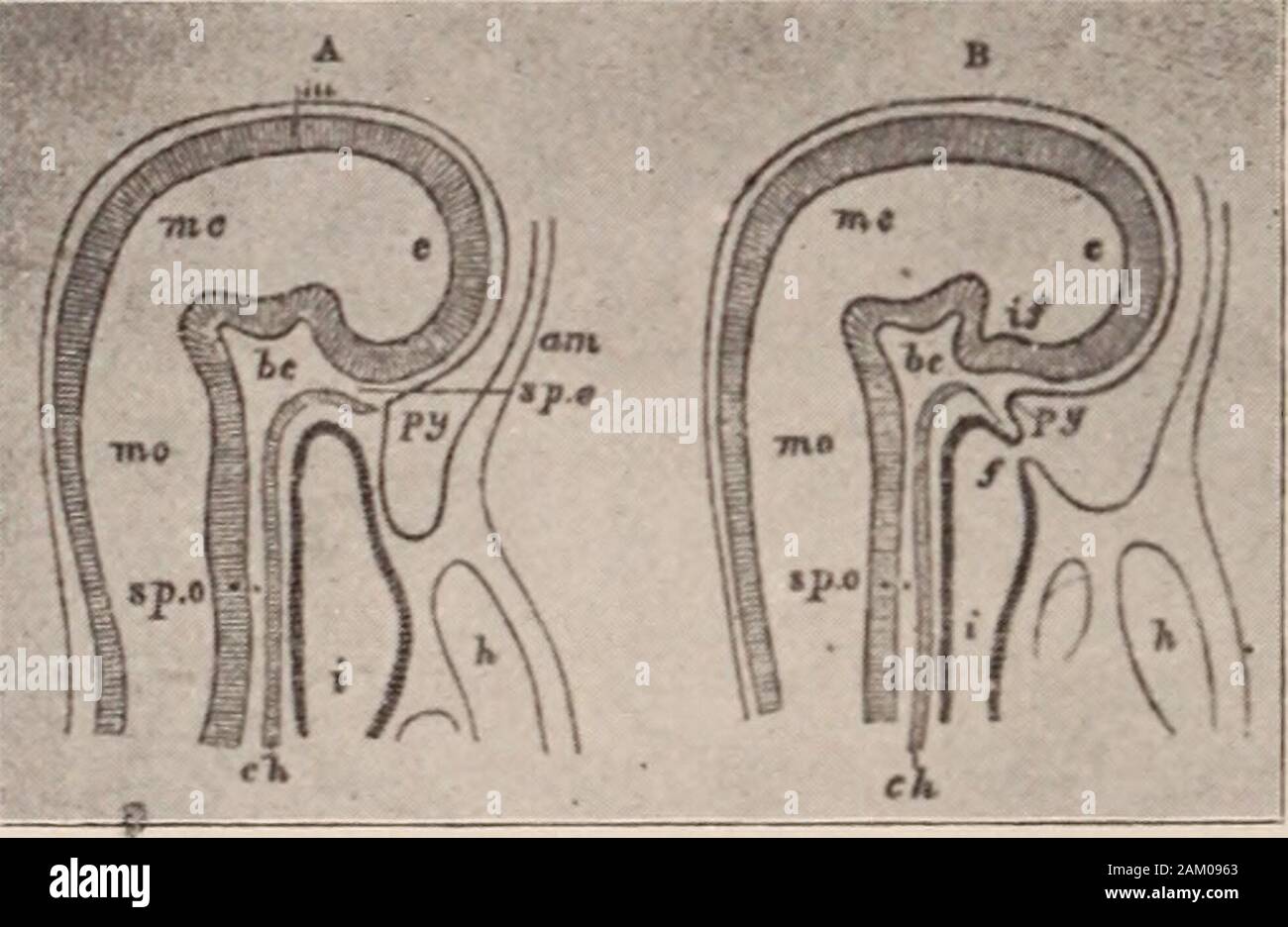Rassegna dentaria; dedicata alla promozione di odontoiatria. . Ted sotto un particolare meccanismo. In questo sviluppo da una singola cella vedremo che il singolo passa throughsuccessive tappe che corrispondono alle fasi della gara ha passedthrough nel suo sviluppo o ontogenesi ripete filogenesi. L'ovulo fecondato è una singola cella, ma contiene ciò che de-termines tutto lo sviluppo e tutte le funzioni del adultorganism. Esso può quindi essere confrontato con il singolo celled animaland in questa fase i singoli possono essere dette di aemeba con-dition. Questa singola cella d Foto Stock