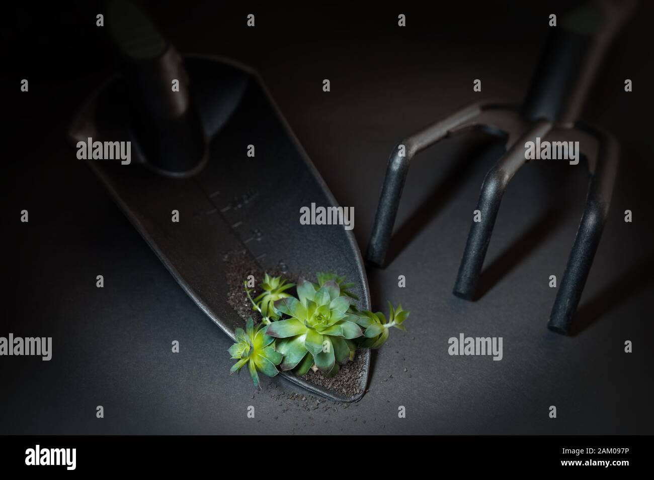 Una pianta succulenta piccola sulla pala di giardinaggio piccola, vicino ad un piccolo rake..tasto basso. Foto Stock
