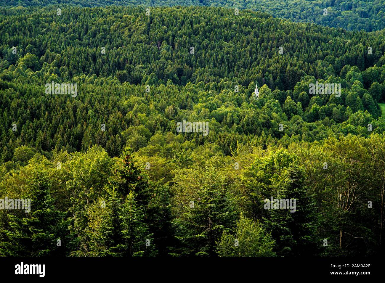 La vecchia torre della chiesa cristiana si stana fuori dalla foresta. Foto Stock