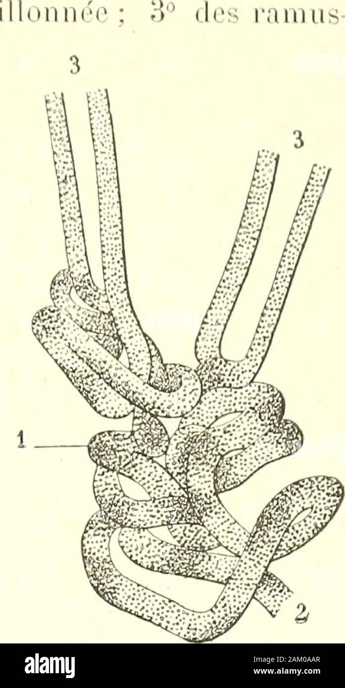 Traité d'anatomie humaine . pirale et à la bandelettecules postérieurs, qui passent dans la membrana basi-laire et sétendent, le long de cette membrana, jusquauvoisinage du legamento spirale. Les ramuscules termi-naux de lartère cochléenne présentent cette appr-larité intéressante quils sont très flexucux. Ces flexuo-sités se ramassent parfois en de petits amas irréguliersou glomérules (Schwalbe). qui rappellent assez bienpar leur aspetto extérieur (fig. 488) les glomérules desglandes sudoripares. Daprès Hyrtl, le territuire irrigué par lartère audi-tivo interne serait onu territoire clos, CEST Foto Stock