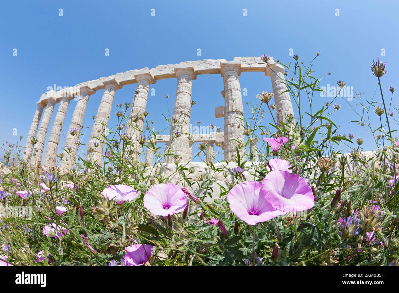 Fiori primaverili al Tempio di Poseidone, un antico santuario religioso greco costruito sulla punta della penisola Attica da marmo bianco scavato localmente Foto Stock